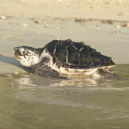 סן ויסנטה Secret Paradise Resort & Turtle Sanctuary מראה חיצוני תמונה
