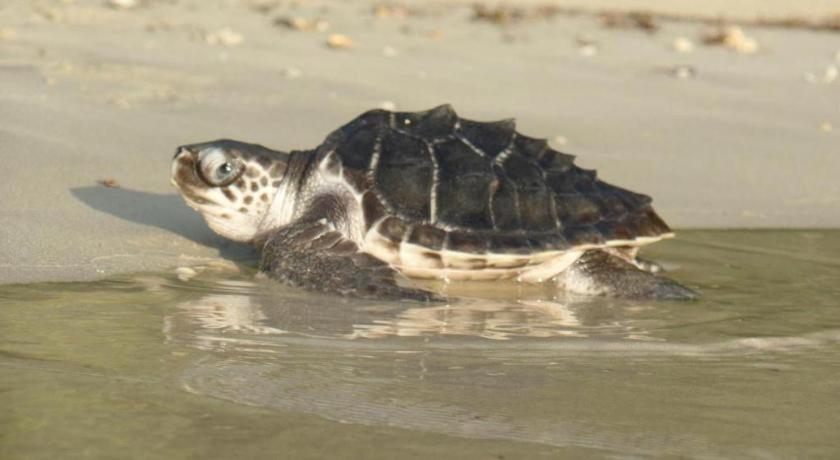 סן ויסנטה Secret Paradise Resort & Turtle Sanctuary מראה חיצוני תמונה