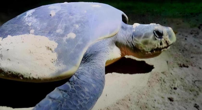 סן ויסנטה Secret Paradise Resort & Turtle Sanctuary מראה חיצוני תמונה